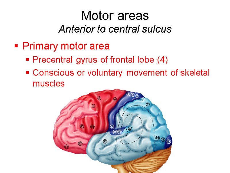 Motor areas  Anterior to central sulcus Primary motor area Precentral gyrus of frontal